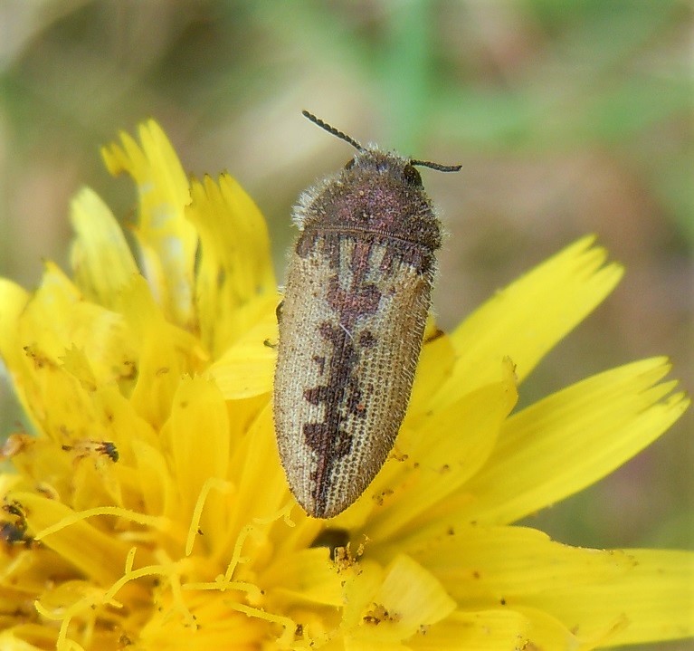 Buprestidae: Acmaeodera pilosellae? S.