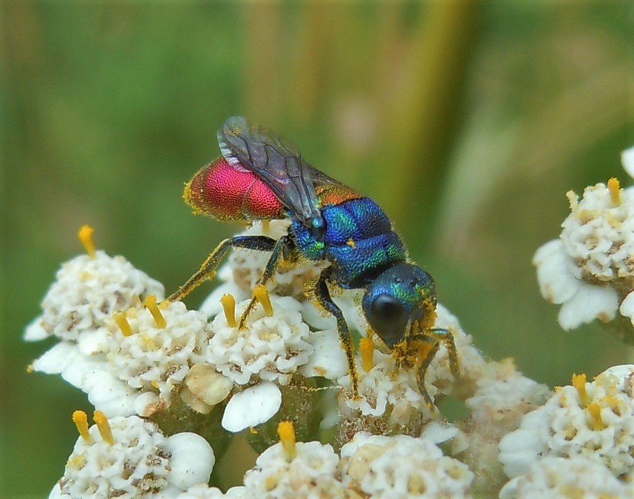 Chrysis scutellaris? s!