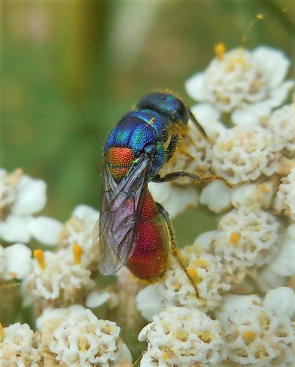 Chrysis scutellaris? s!