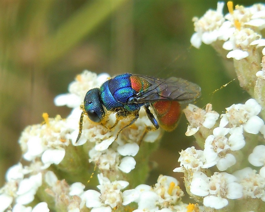 Chrysis scutellaris? s!