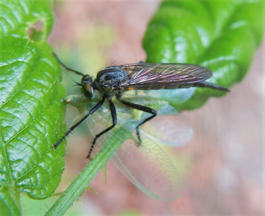 Asilidae con preda: Neoitamus sp. (femmina)