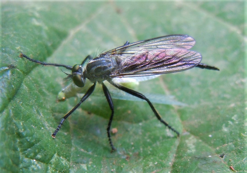 Asilidae con preda: Neoitamus sp. (femmina)