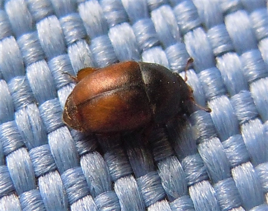 Acanthogethes fuscus, Nitidulidae