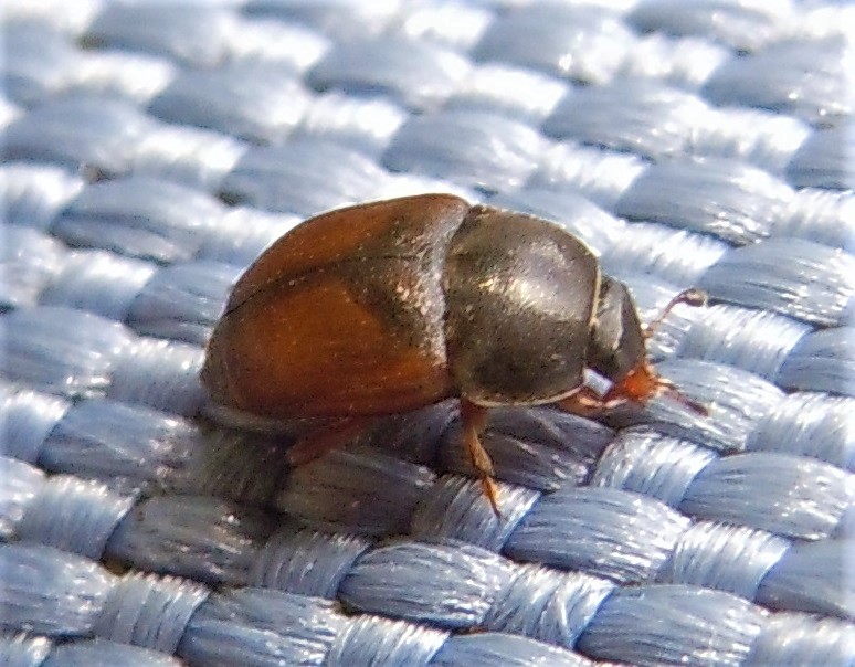 Acanthogethes fuscus, Nitidulidae