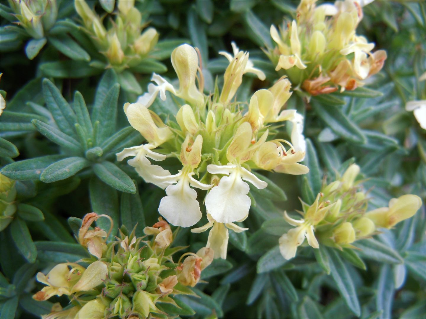 Teucrium montanum