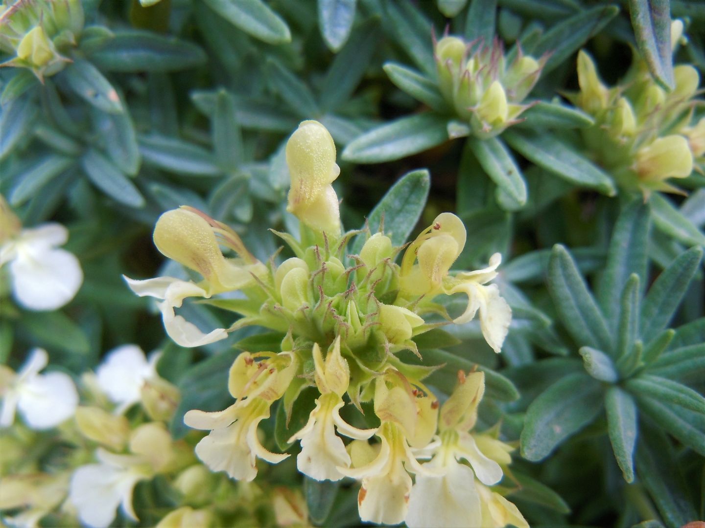 Teucrium montanum