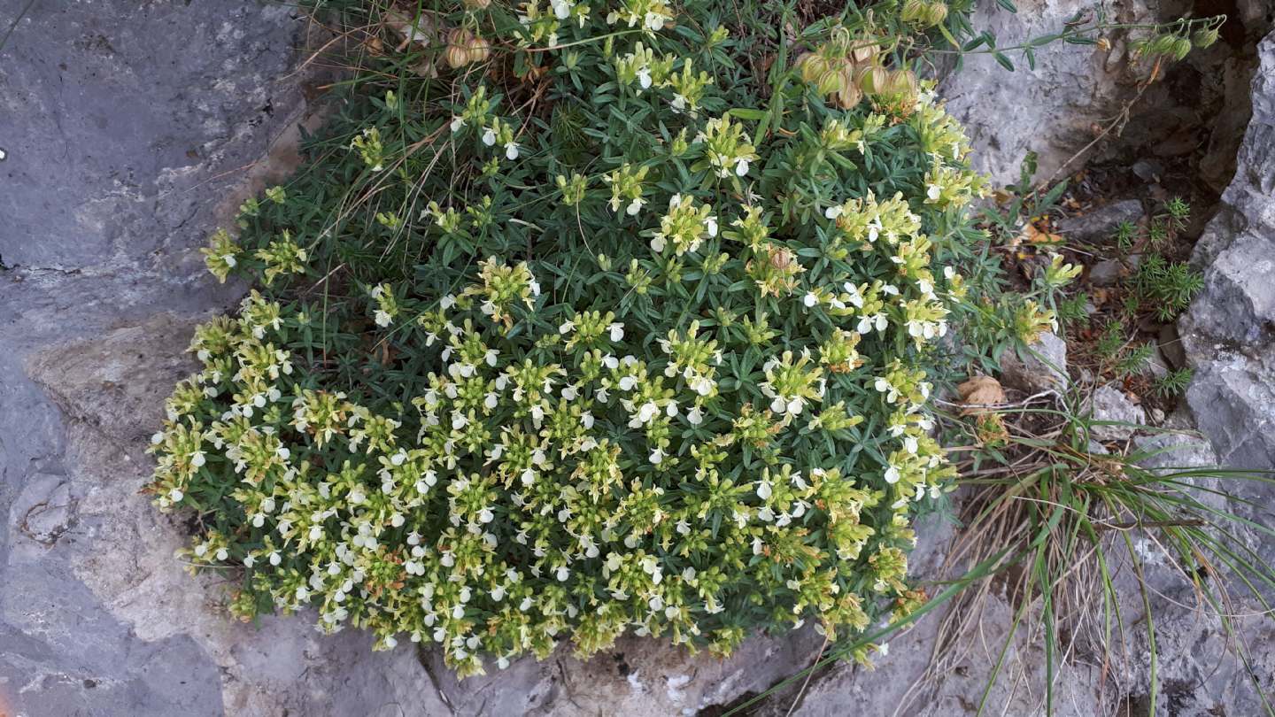 Teucrium montanum