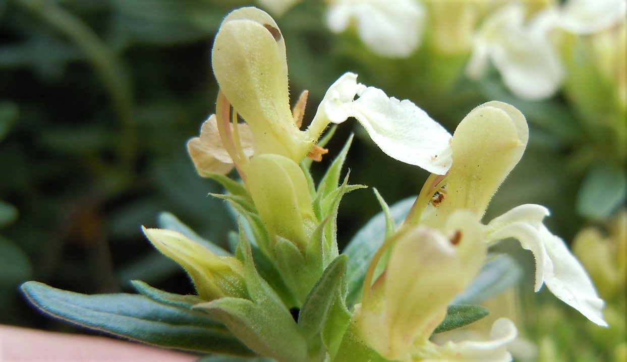 Teucrium montanum