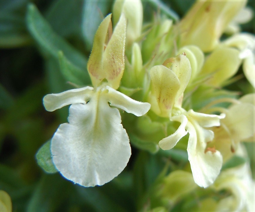 Teucrium montanum