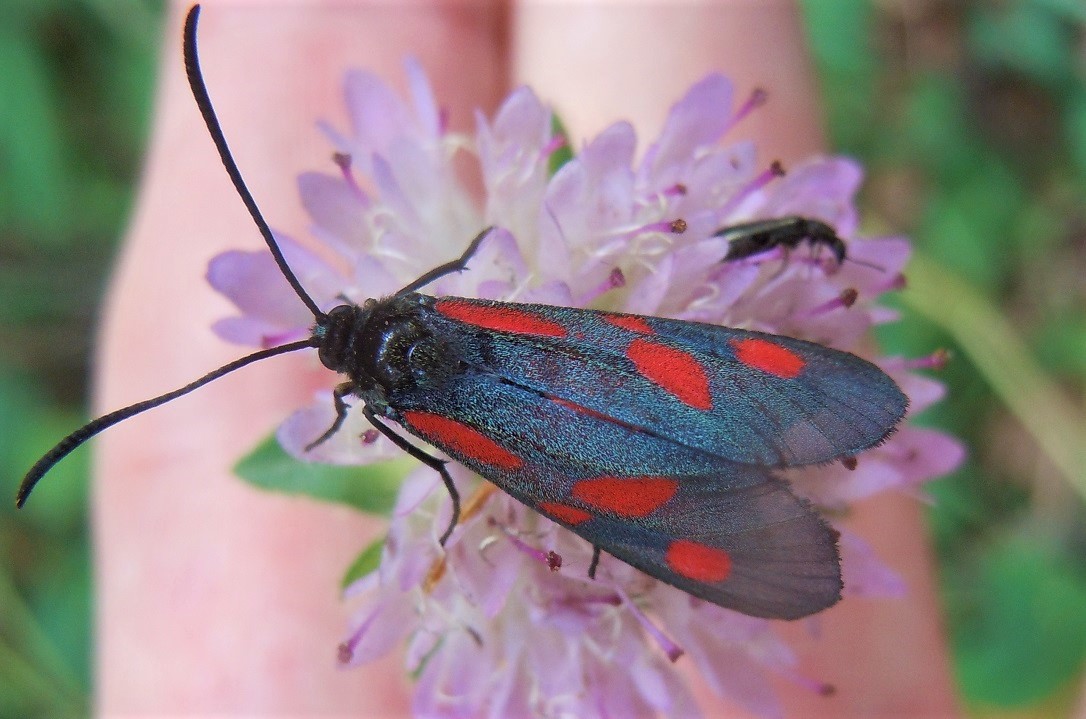 Zygaena da identificare