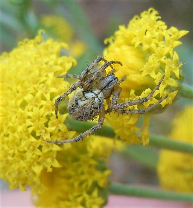 Neoscona adianta?