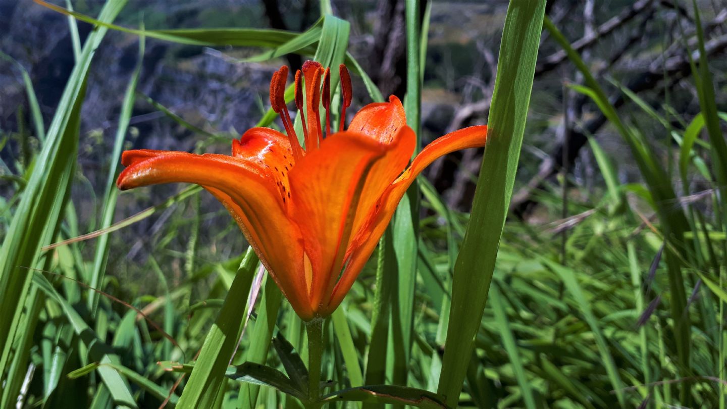 Lilium bulbiferum subsp. croceum?