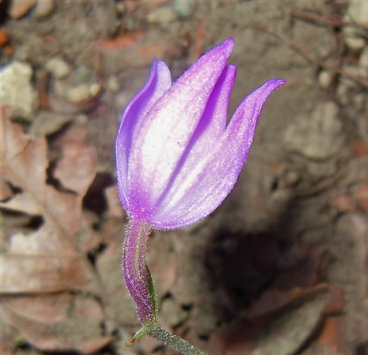 Cephalanthera rubra?
