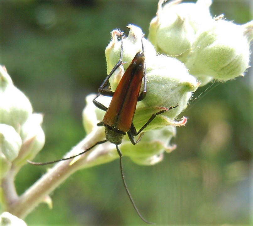 Stenurella bifasciata? S.