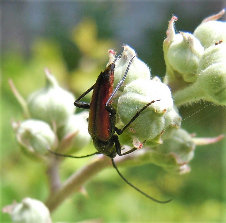 Stenurella bifasciata? S.