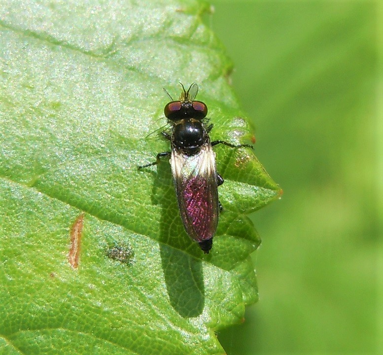 Holopogon venustus?