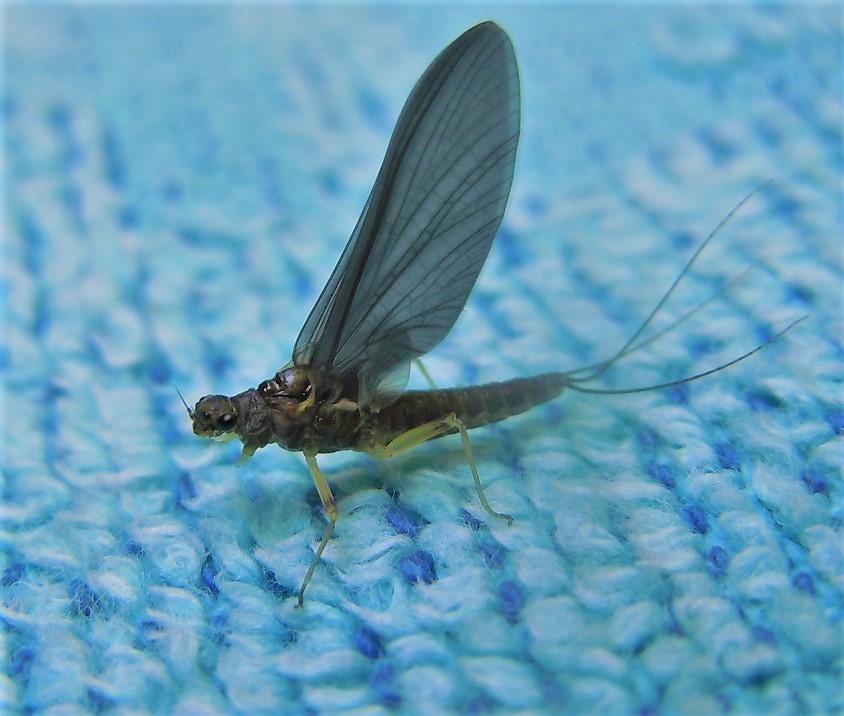 Effimera da identificare - Serratella ignita subimago female