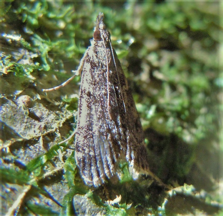 Crambidae?