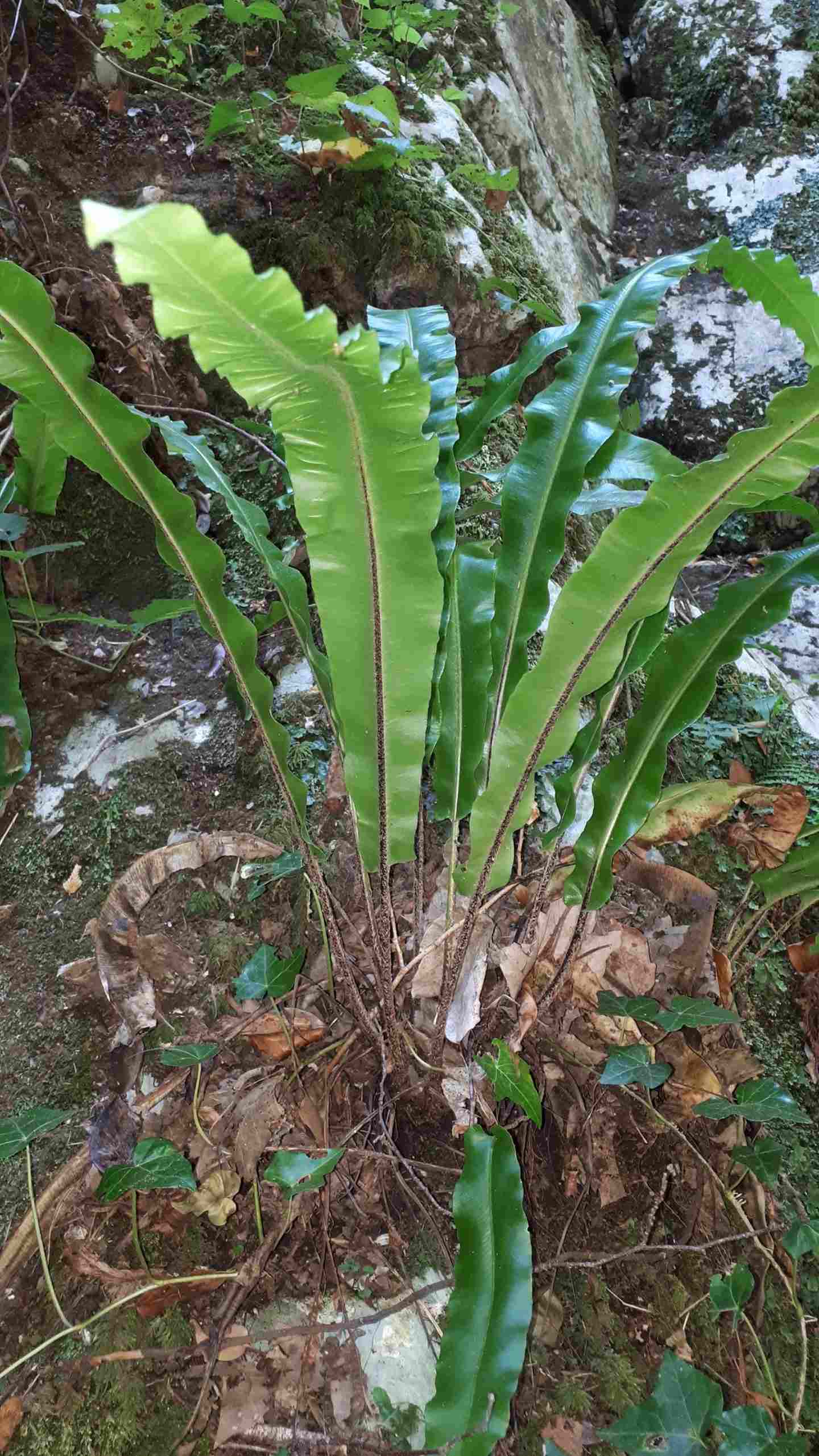 Asplenium scolopendrium