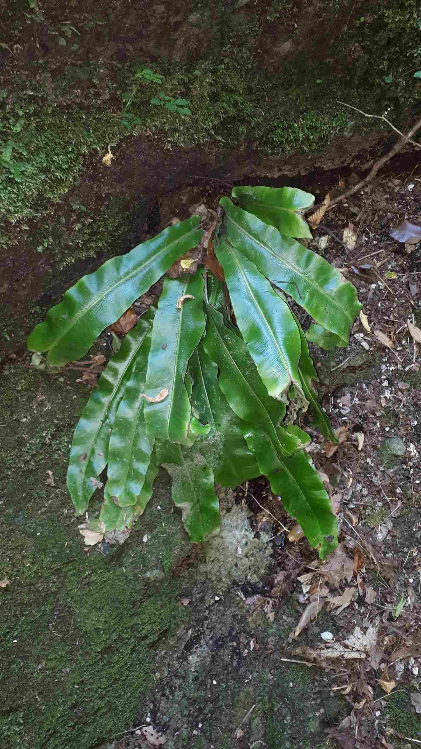 Asplenium scolopendrium