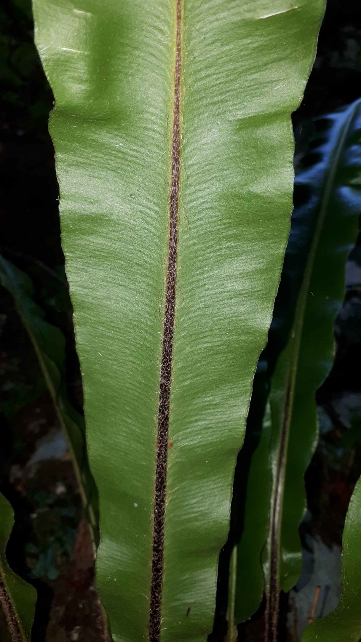 Asplenium scolopendrium