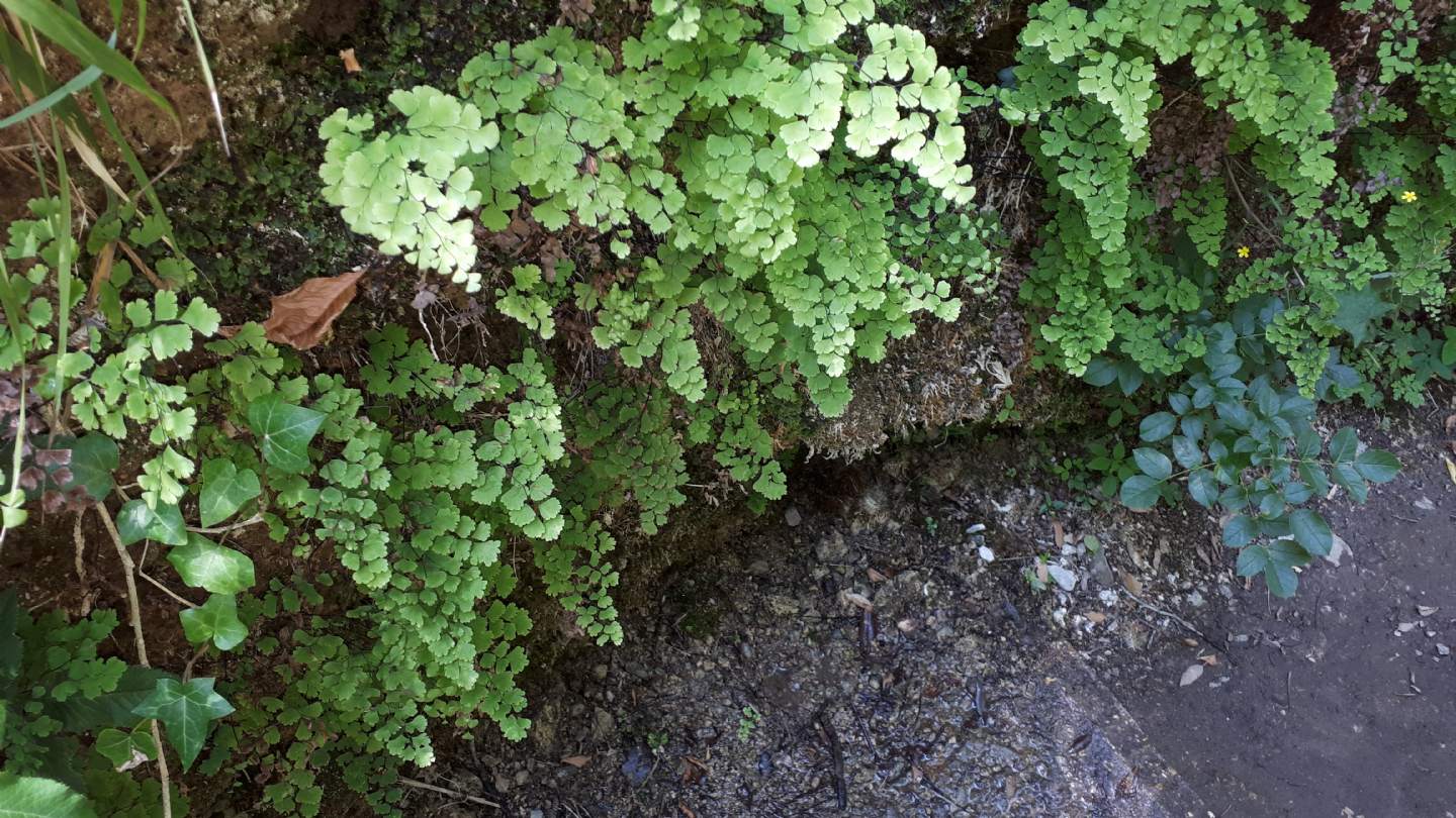 Adiantum capillus-veneris