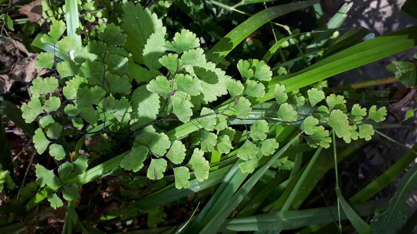 Adiantum capillus-veneris