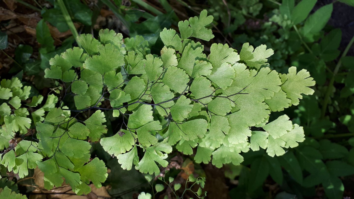 Adiantum capillus-veneris