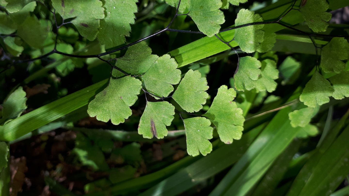 Adiantum capillus-veneris