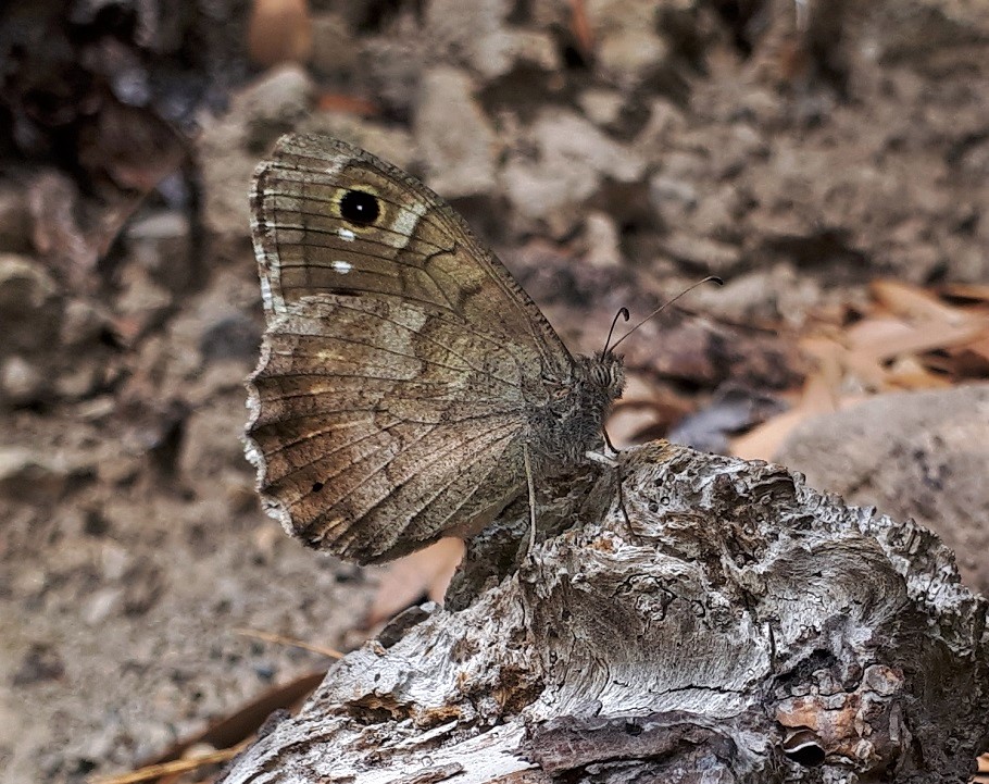 Hipparchia statilinus?