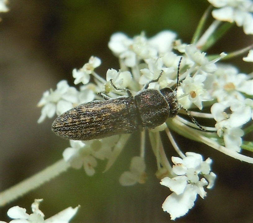 Acmaeoderella adspersula?