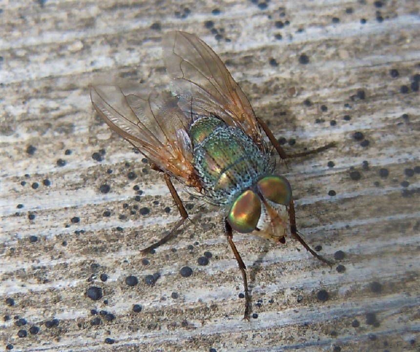 Rhyncomya da identificare