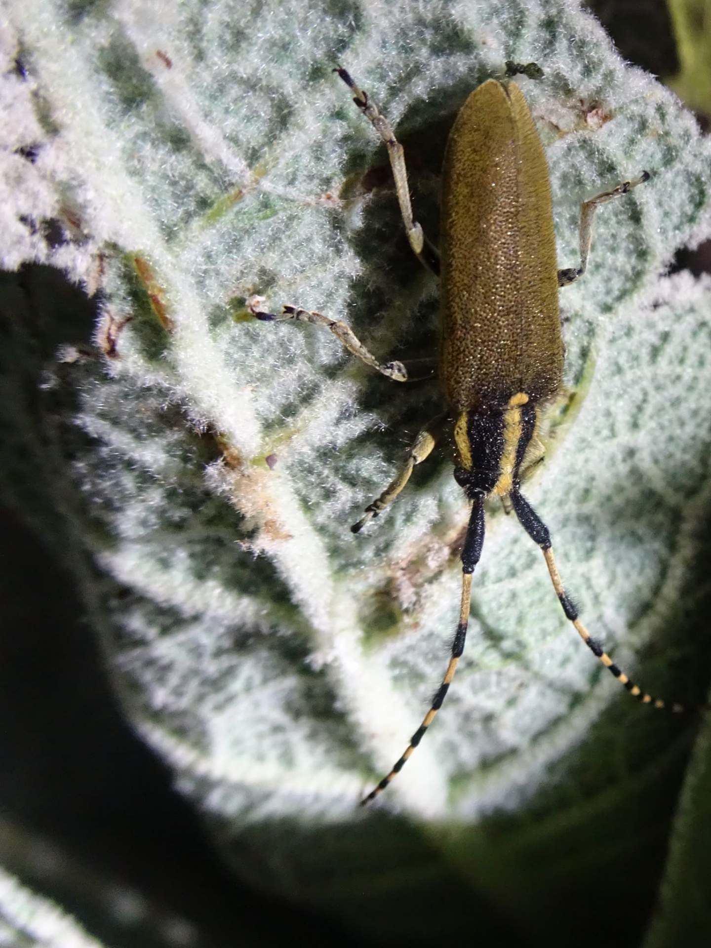 Ritrovata Agapanthia kirbyi in Italia!