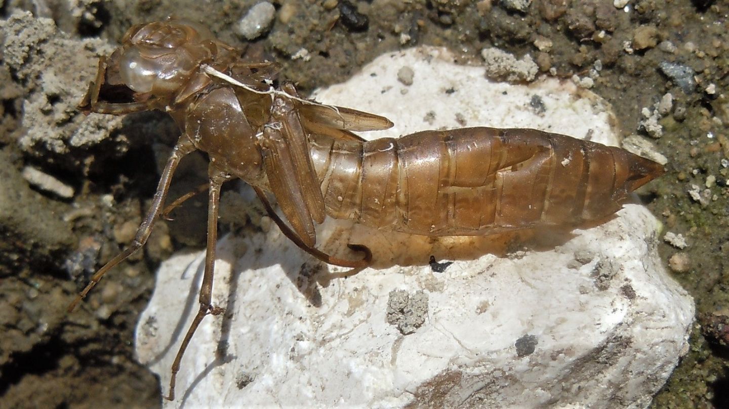 Esuvia di Aeshnidae: Anax parthenope