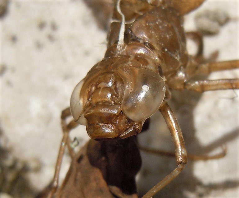 Esuvia di Aeshnidae: Anax parthenope