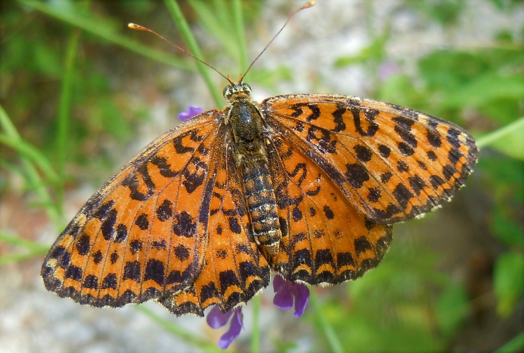 Melitaea didyma? - S