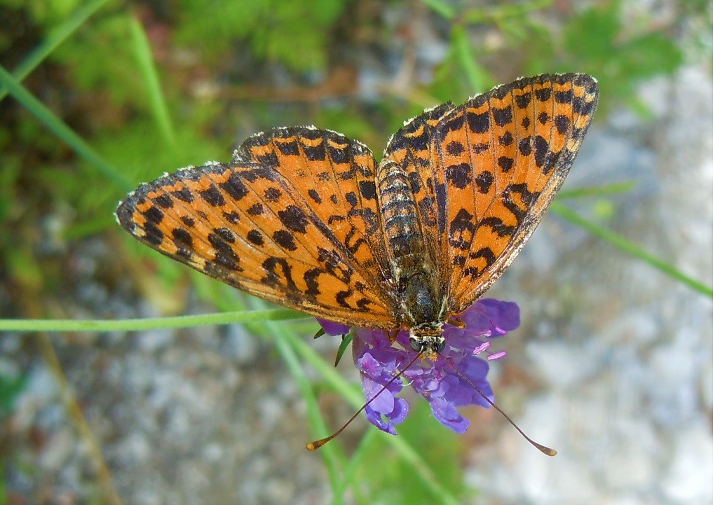 Melitaea didyma? - S