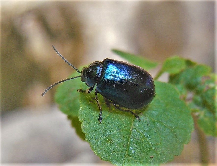 Chrysomelidae: Agelastica alni? S.