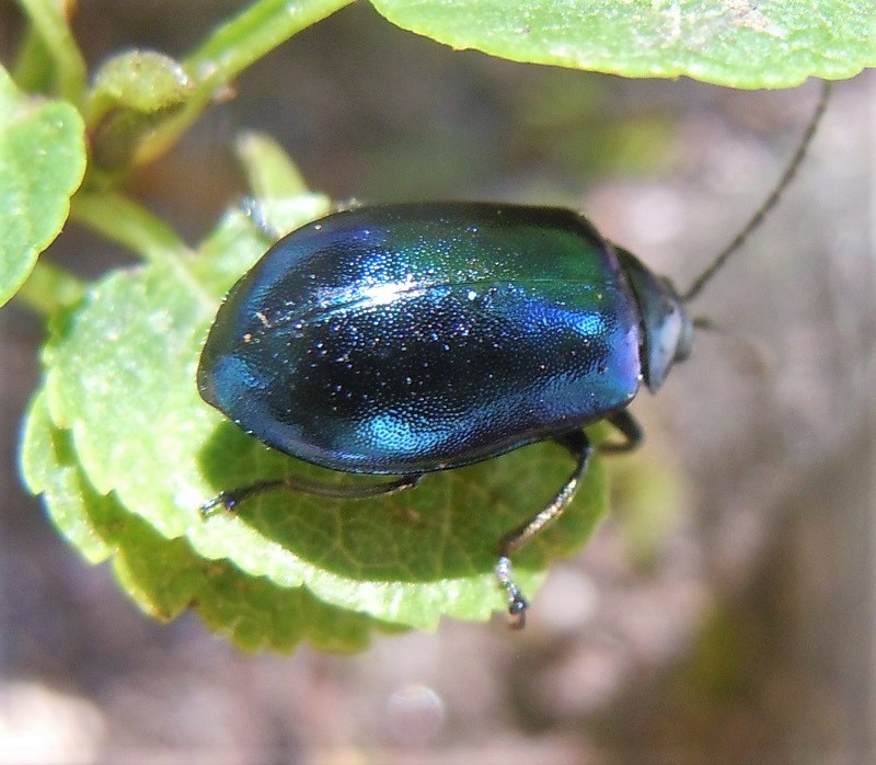 Chrysomelidae: Agelastica alni? S.