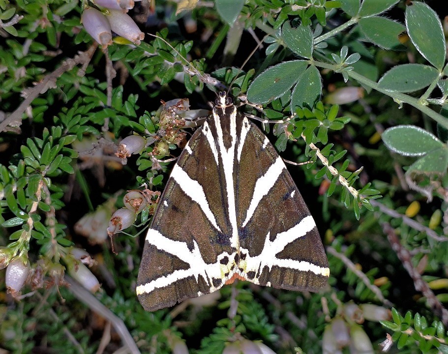 Euplagia quadripunctaria
