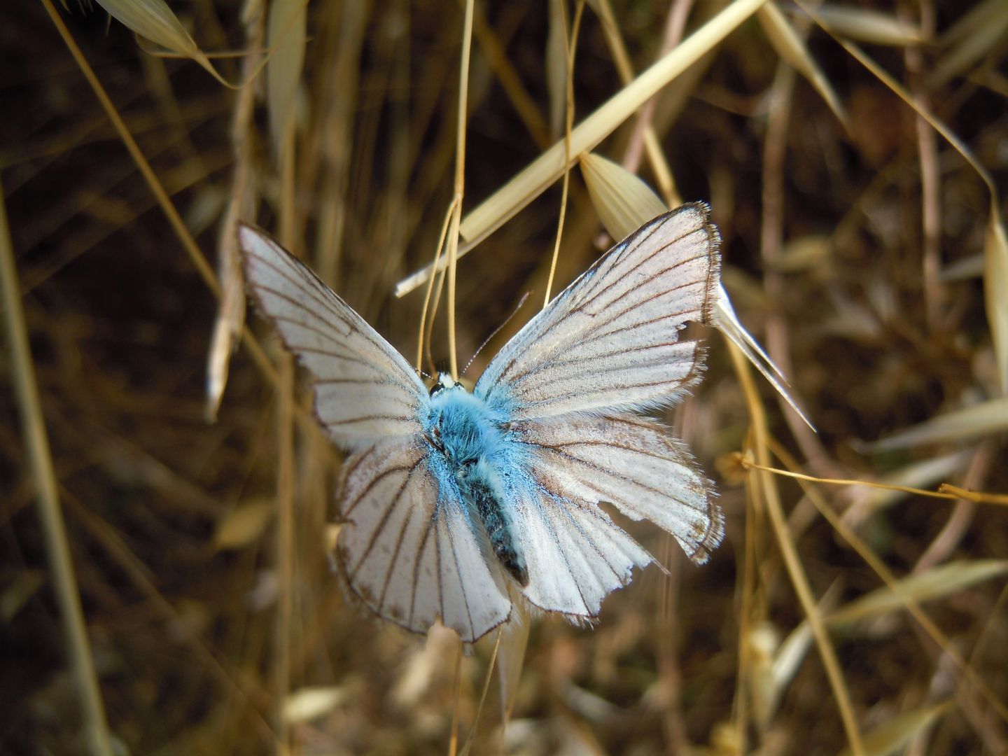 Polyommatus virgilius maschio?