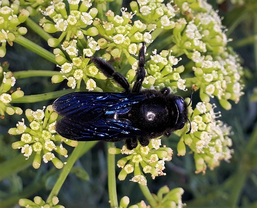 Apidae: Xylocopa valga? No, femmina di X. violacea