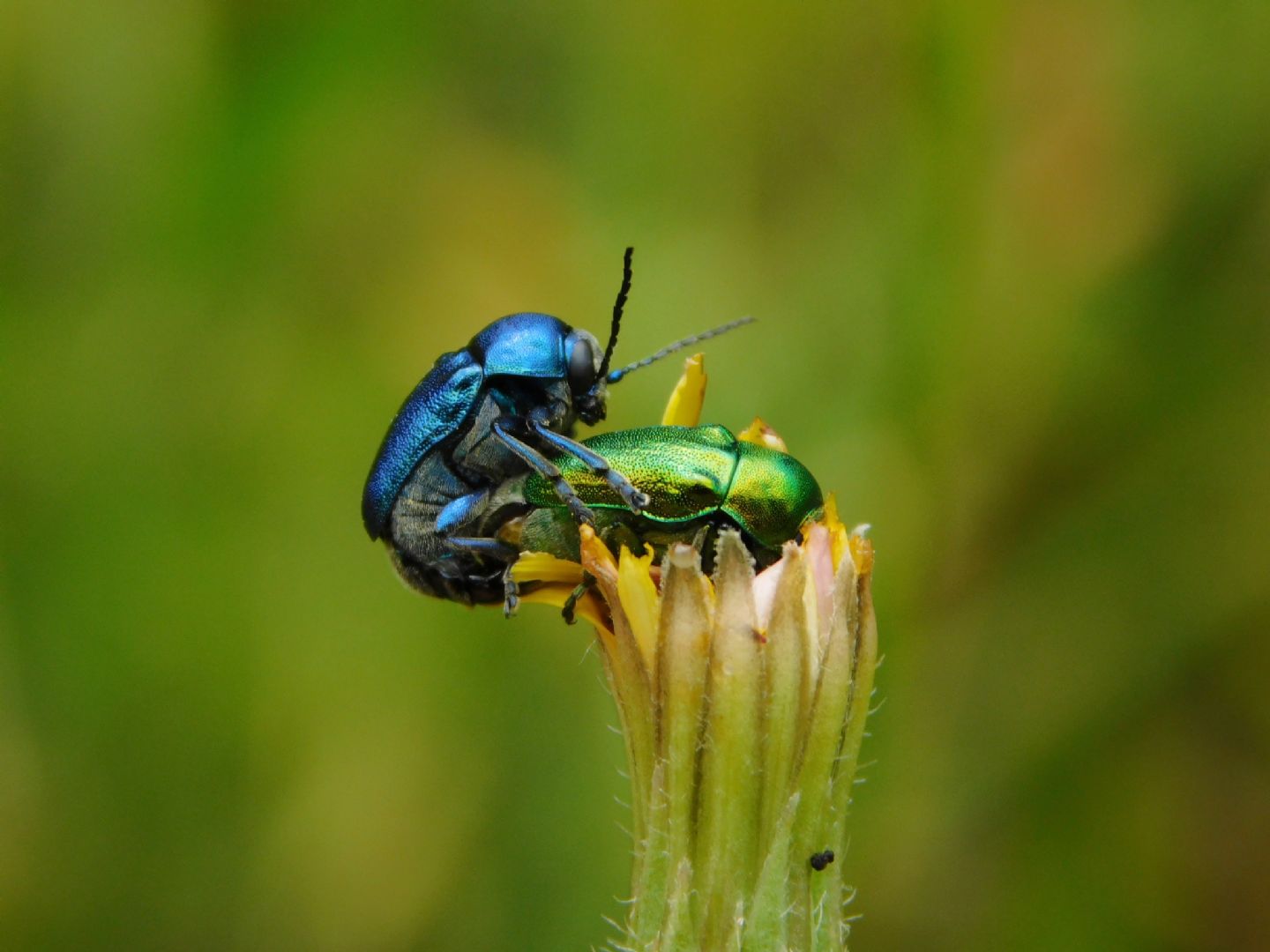 Cryptocephalus da identificare