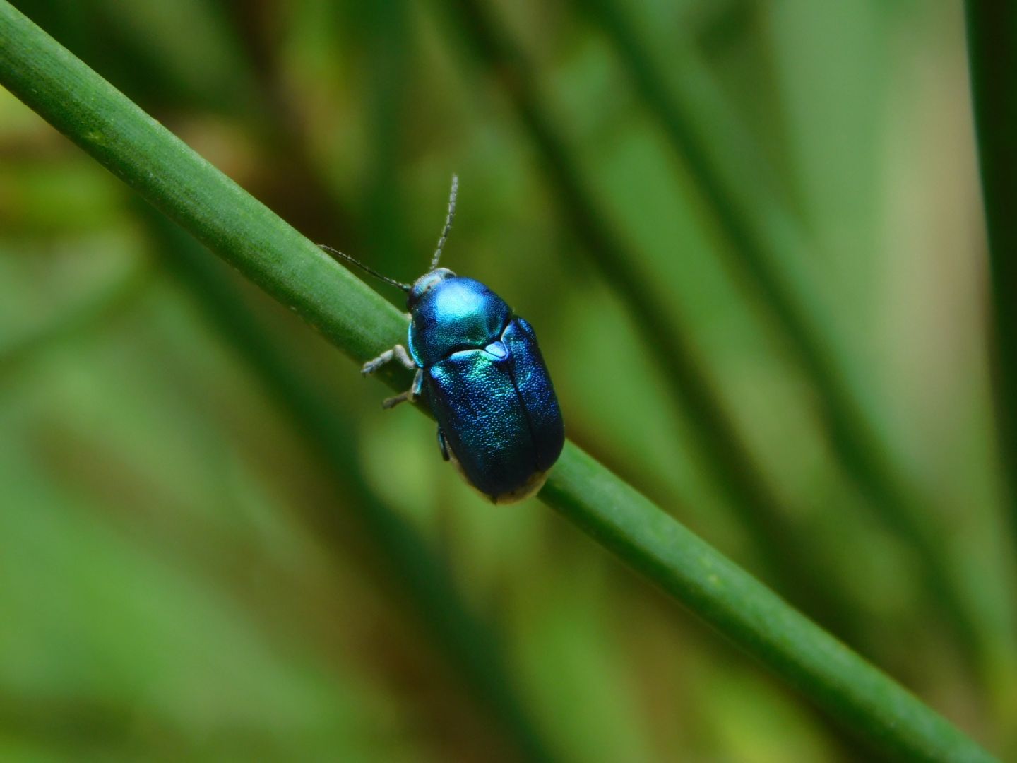 Cryptocephalus da identificare