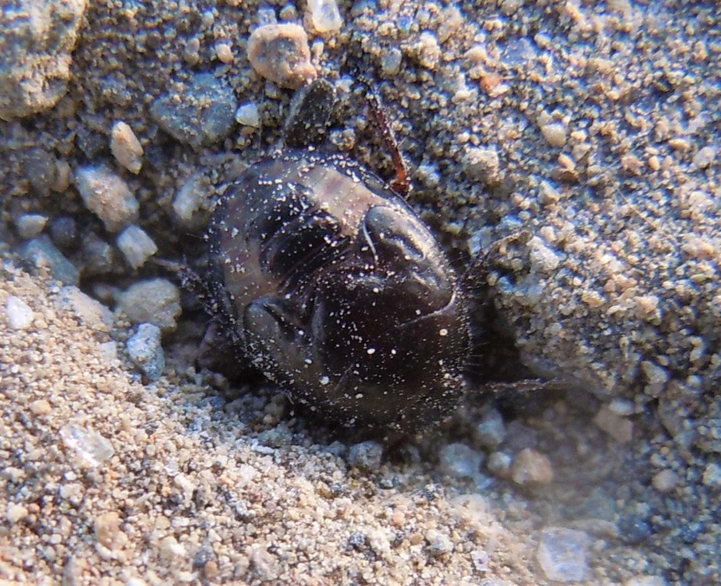 Ninfa di Cydnidae