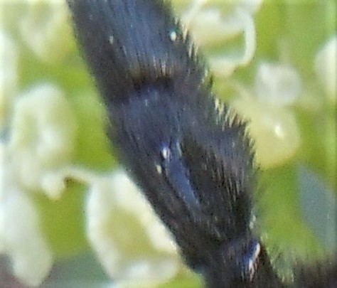 Apidae: Xylocopa valga? No, femmina di X. violacea