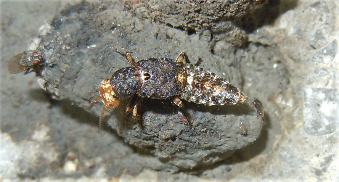 Staphylinidae: Dinothenarus flavocephalus