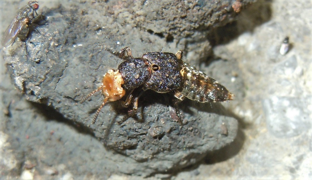 Staphylinidae: Dinothenarus flavocephalus