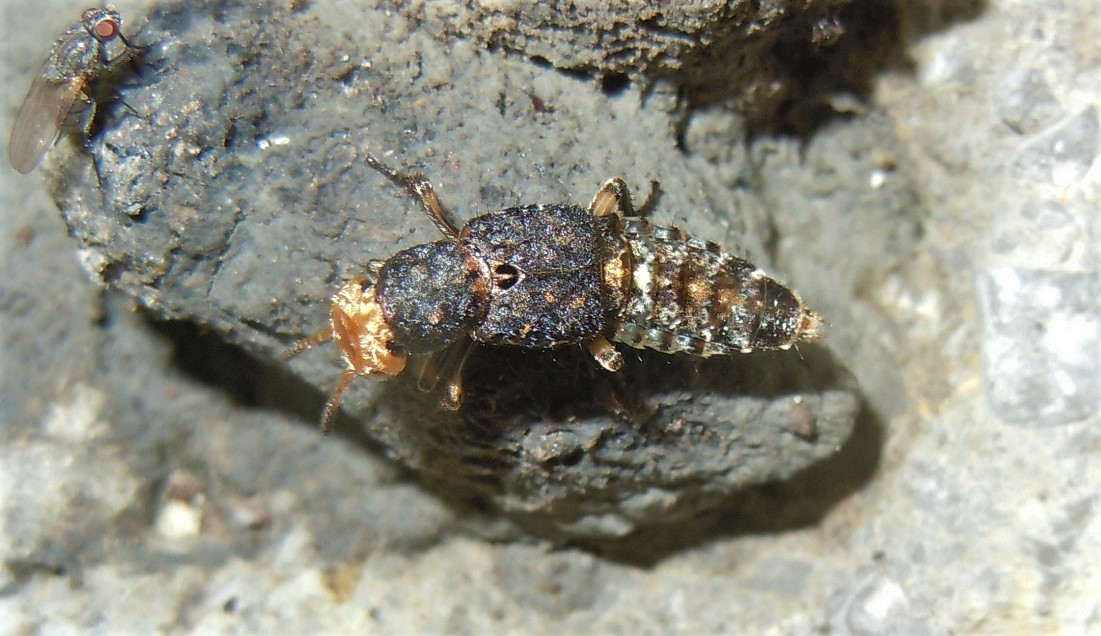 Staphylinidae: Dinothenarus flavocephalus