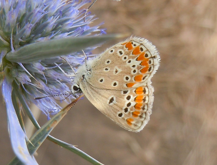 Polyommatus thersites? - S